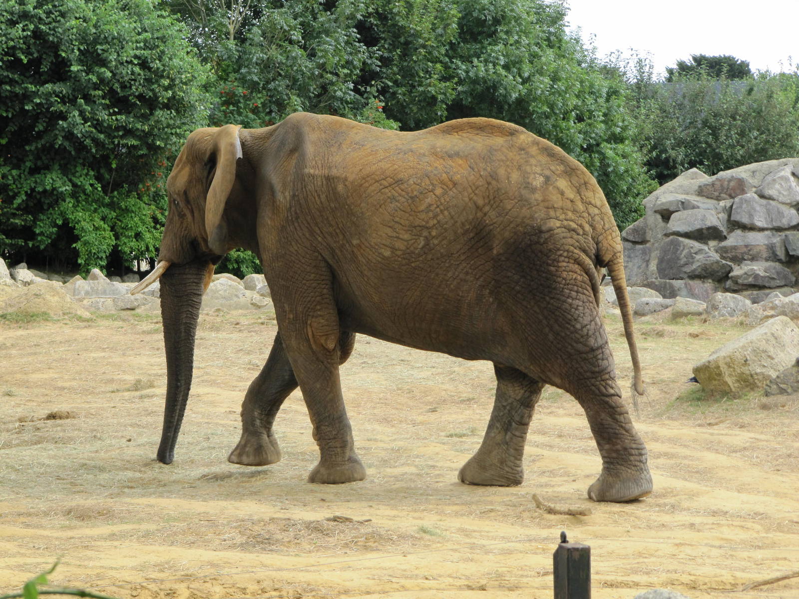African Elephant on 06/08/2016