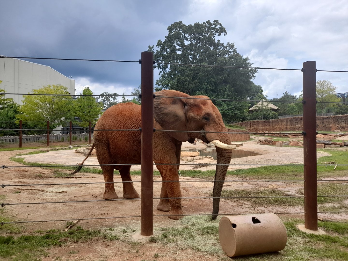 African elephant - on show outdoor area