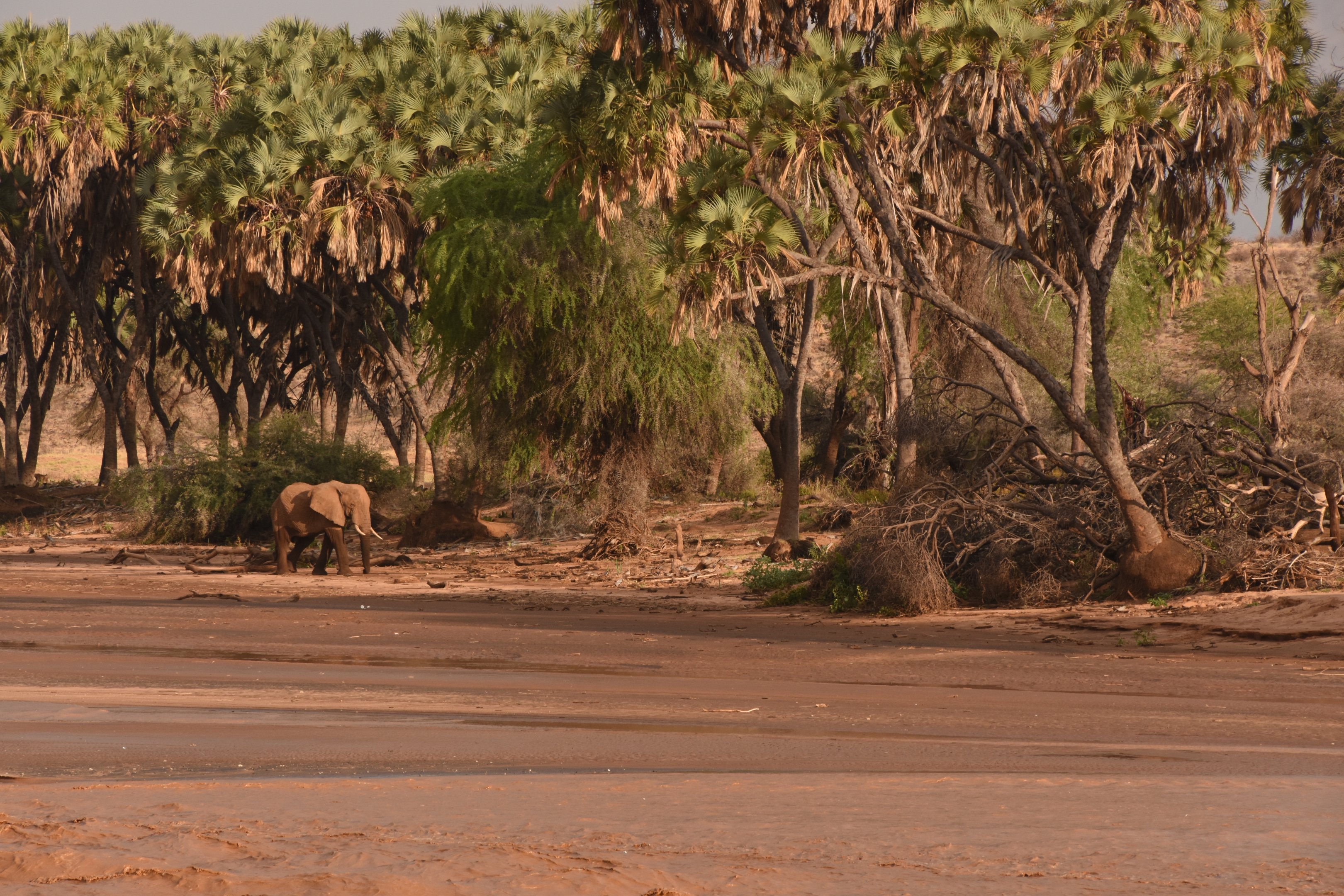African elephant on the river bank