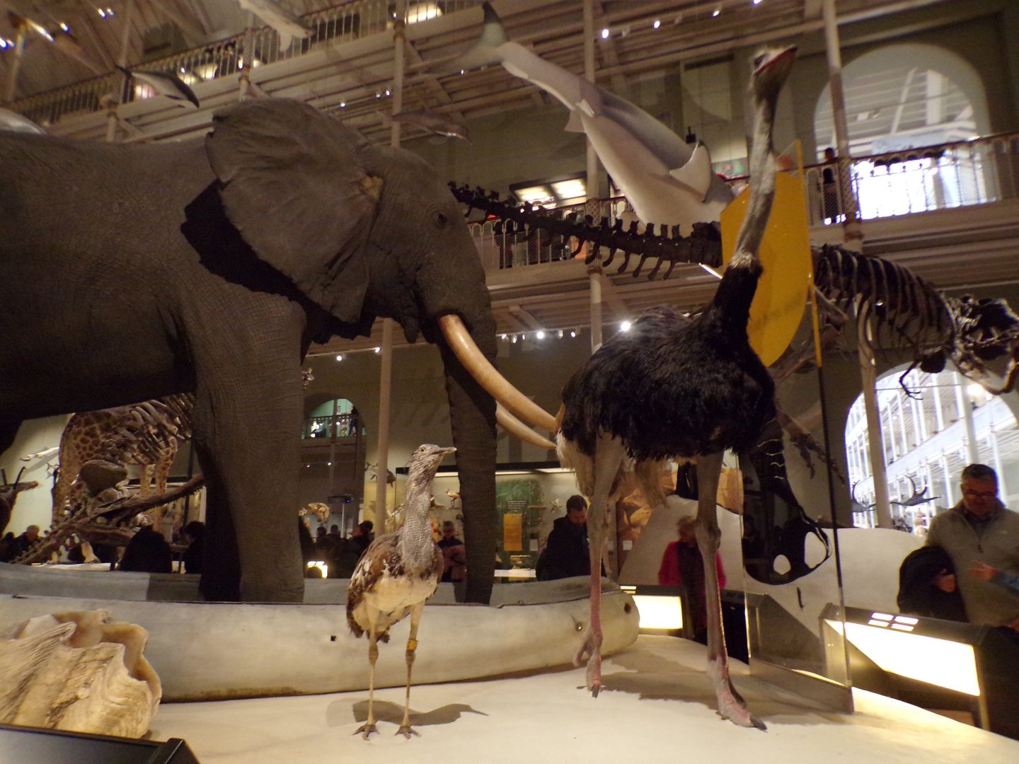 African elephant, Ostrich and Great bustard 30.12.22