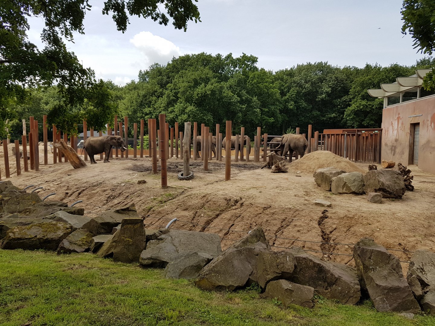 African elephant outdoor-enclosure