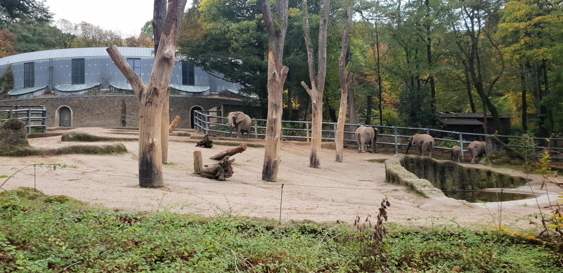 African Elephant outdoor