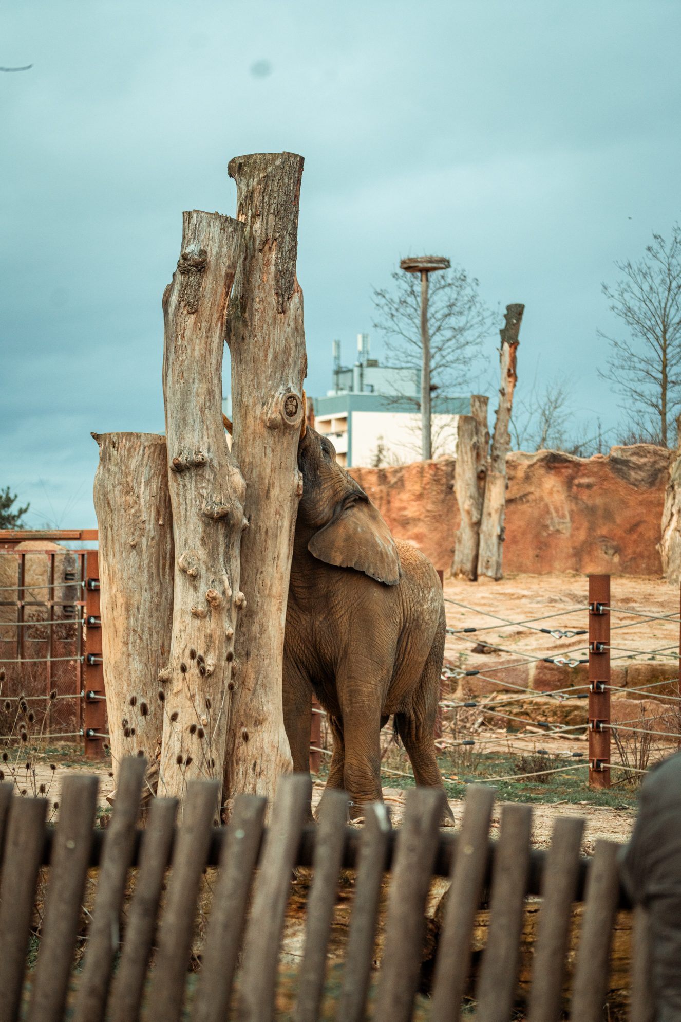 African elephant (outdoor)