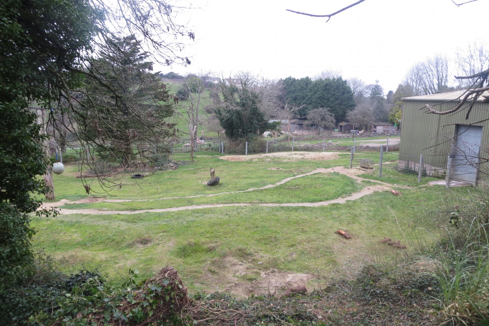 African elephant outdoors 050119