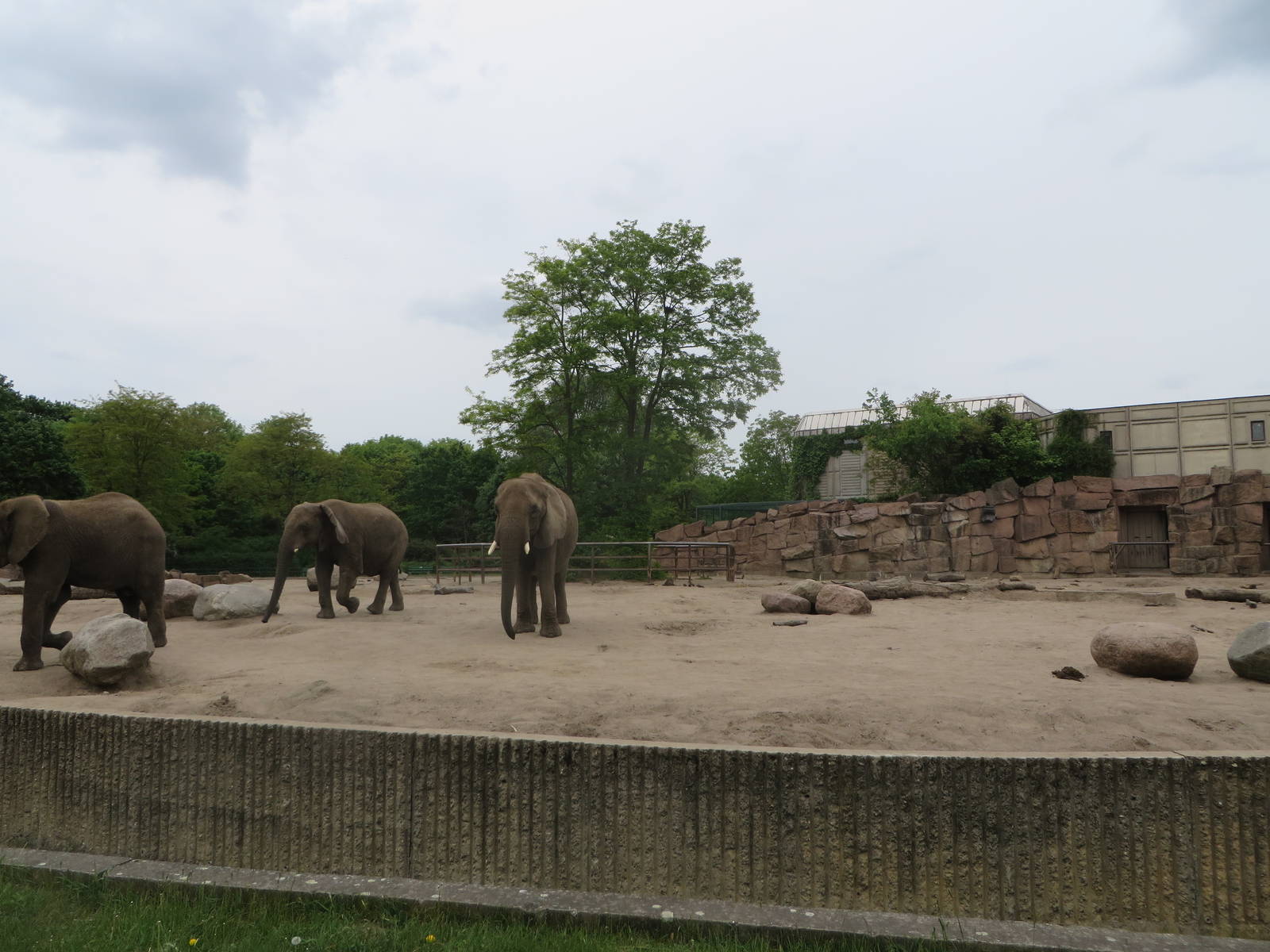 African elephant outdoors