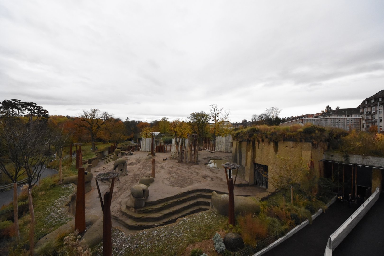 African elephant outdoors