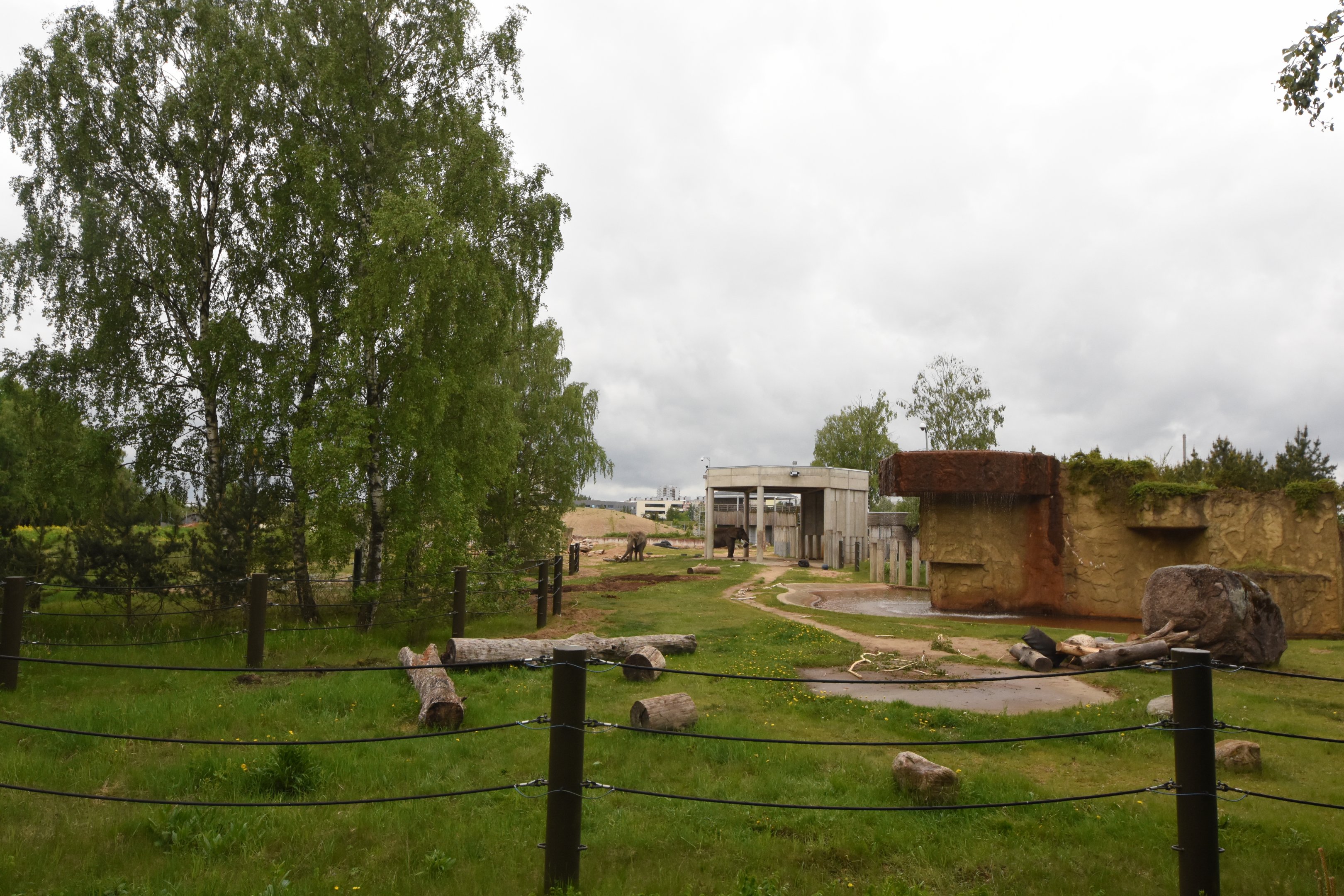 African elephant outdoors
