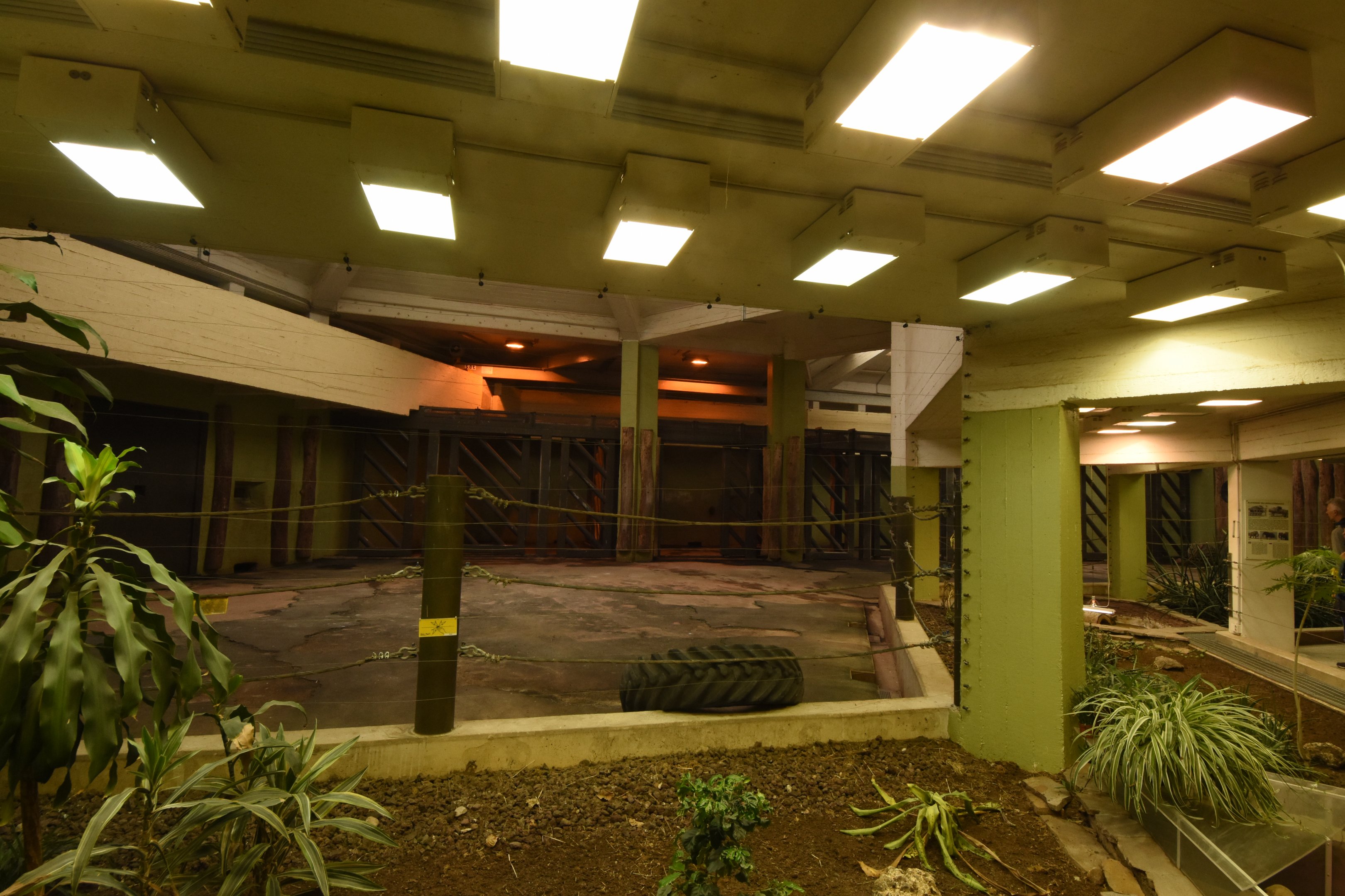 African elephant outdoors