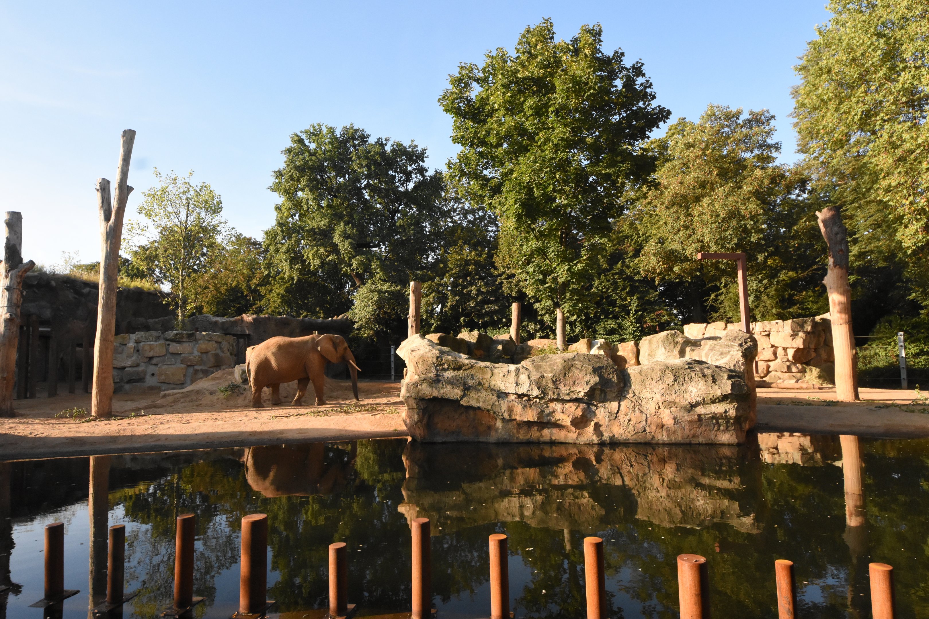 African elephant outdoors