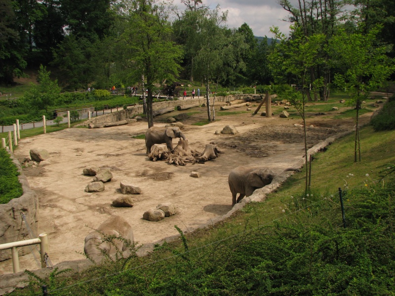 African elephant outside pen @ Zoo Zlin-Lesna