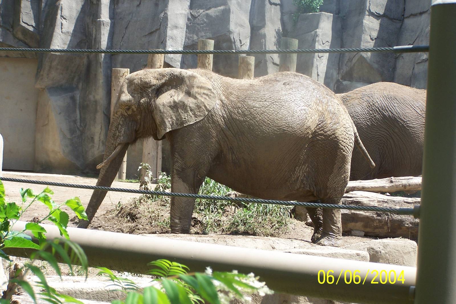 African Elephant ~ Pachyderm Building