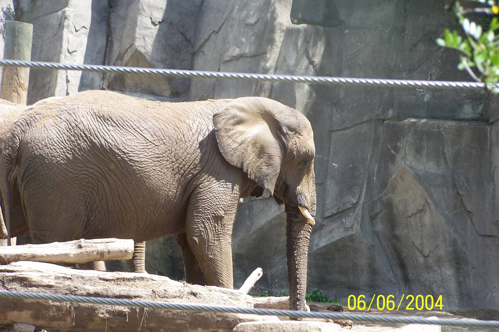 African Elephant ~ Pachyderm Building