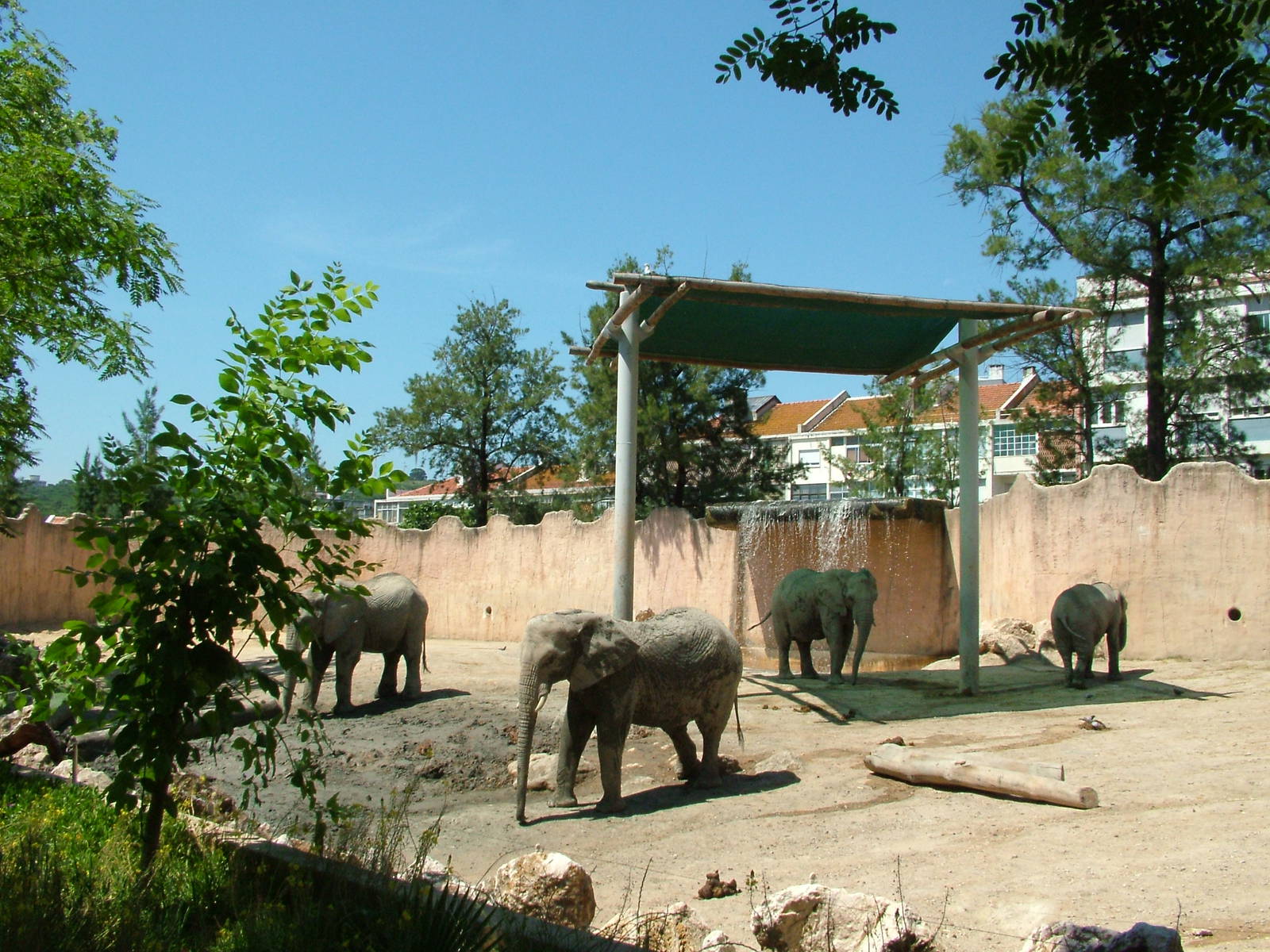 African Elephant Paddock 1 at Lisbon Zoo, 24/05/11