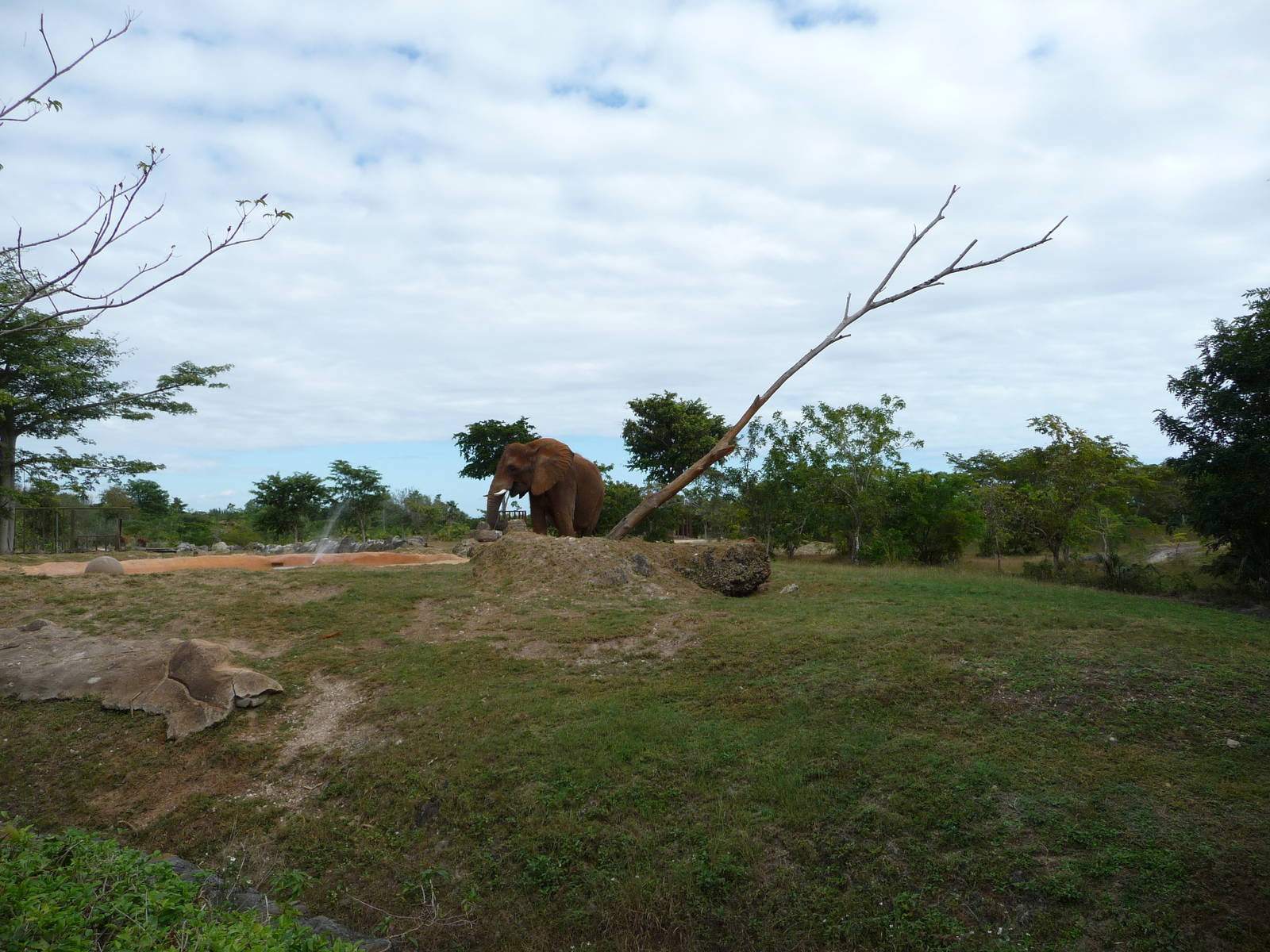 African Elephant Paddock