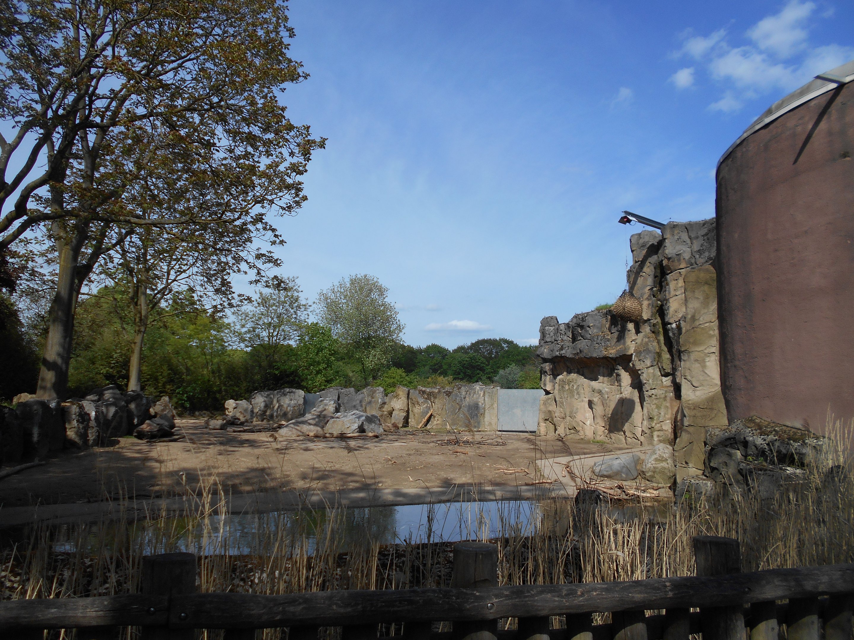African Elephant paddock
