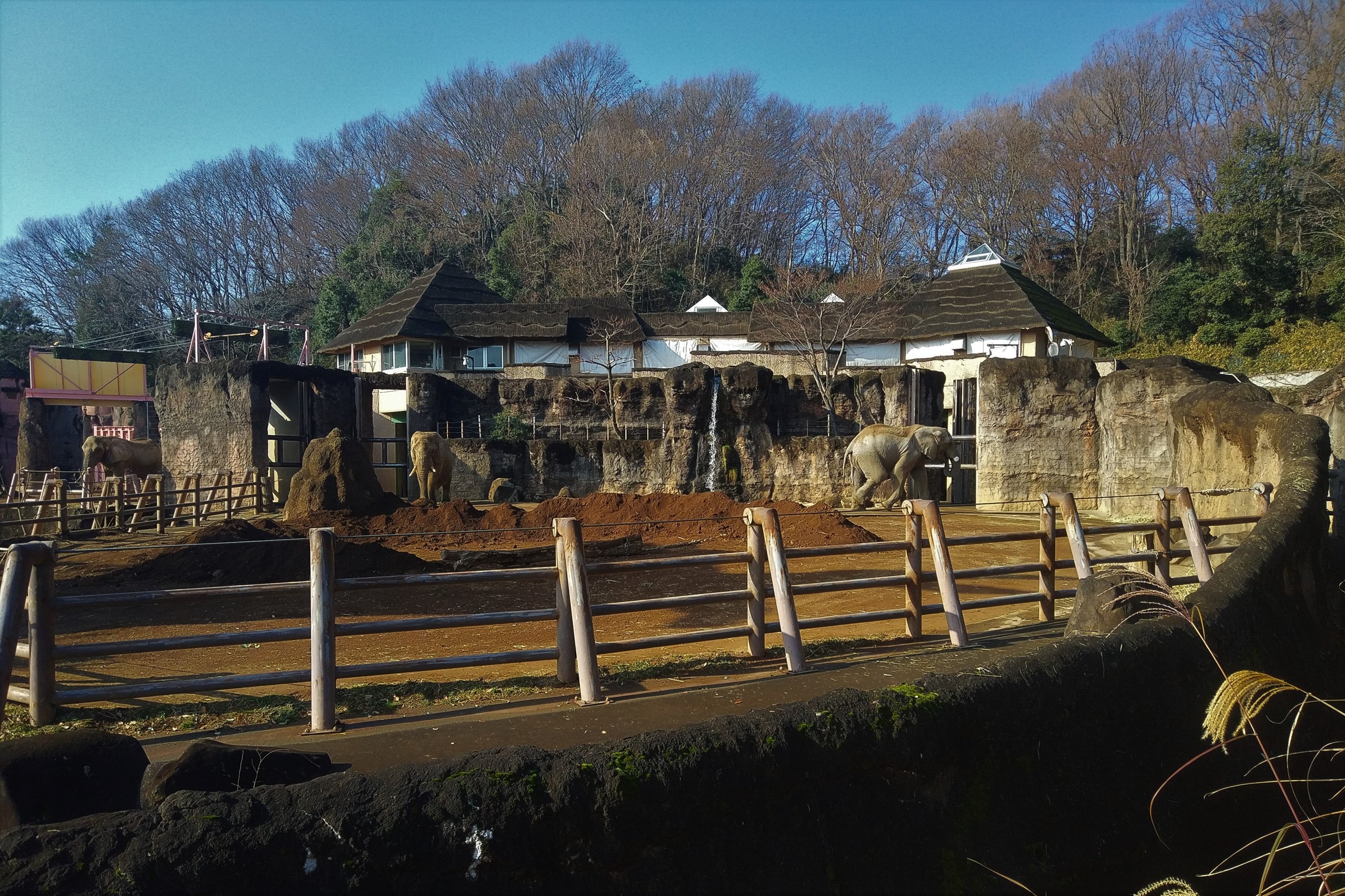 African Elephant Paddock
