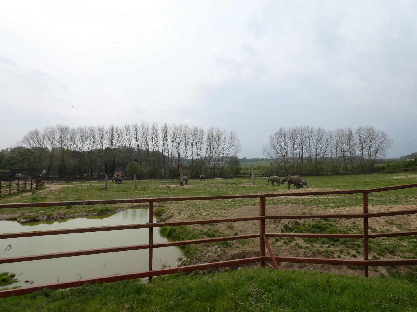 African elephant paddock
