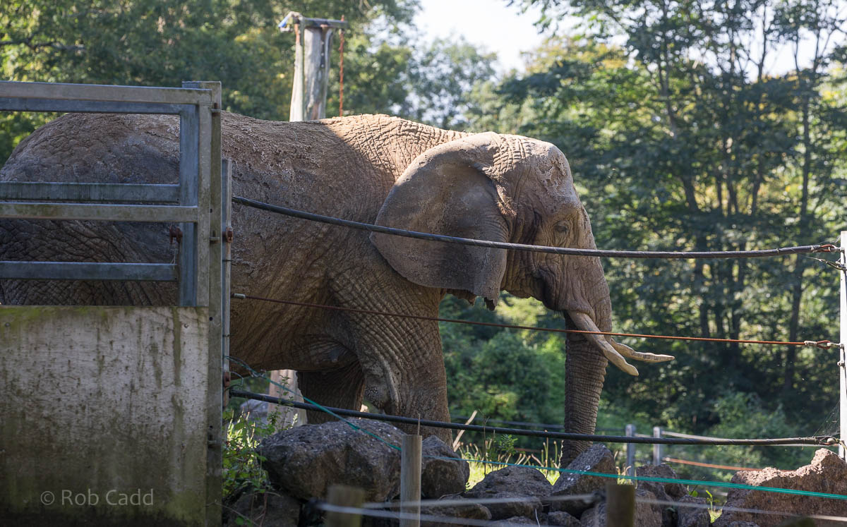 African elephant : Paignton : 23 Sep 2015