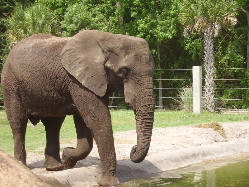 African Elephant - Plains of East Africa