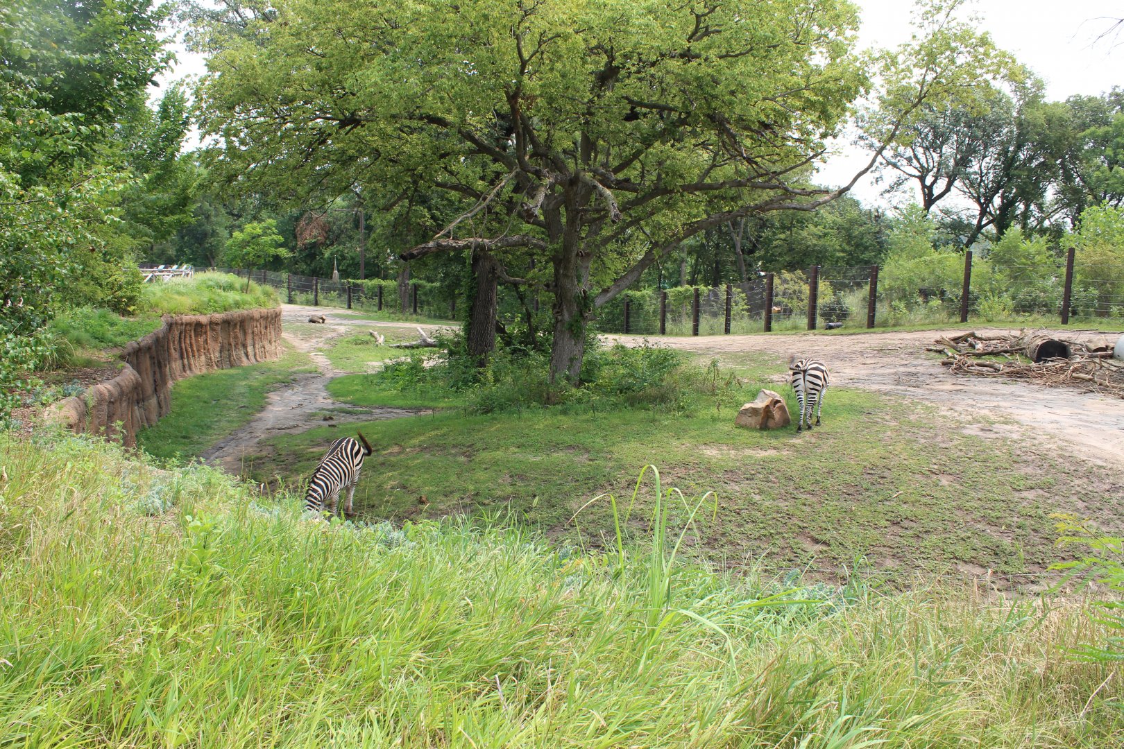 African Elephant & Plains Zebra Exhibit (North Habitat) - African Grasslands