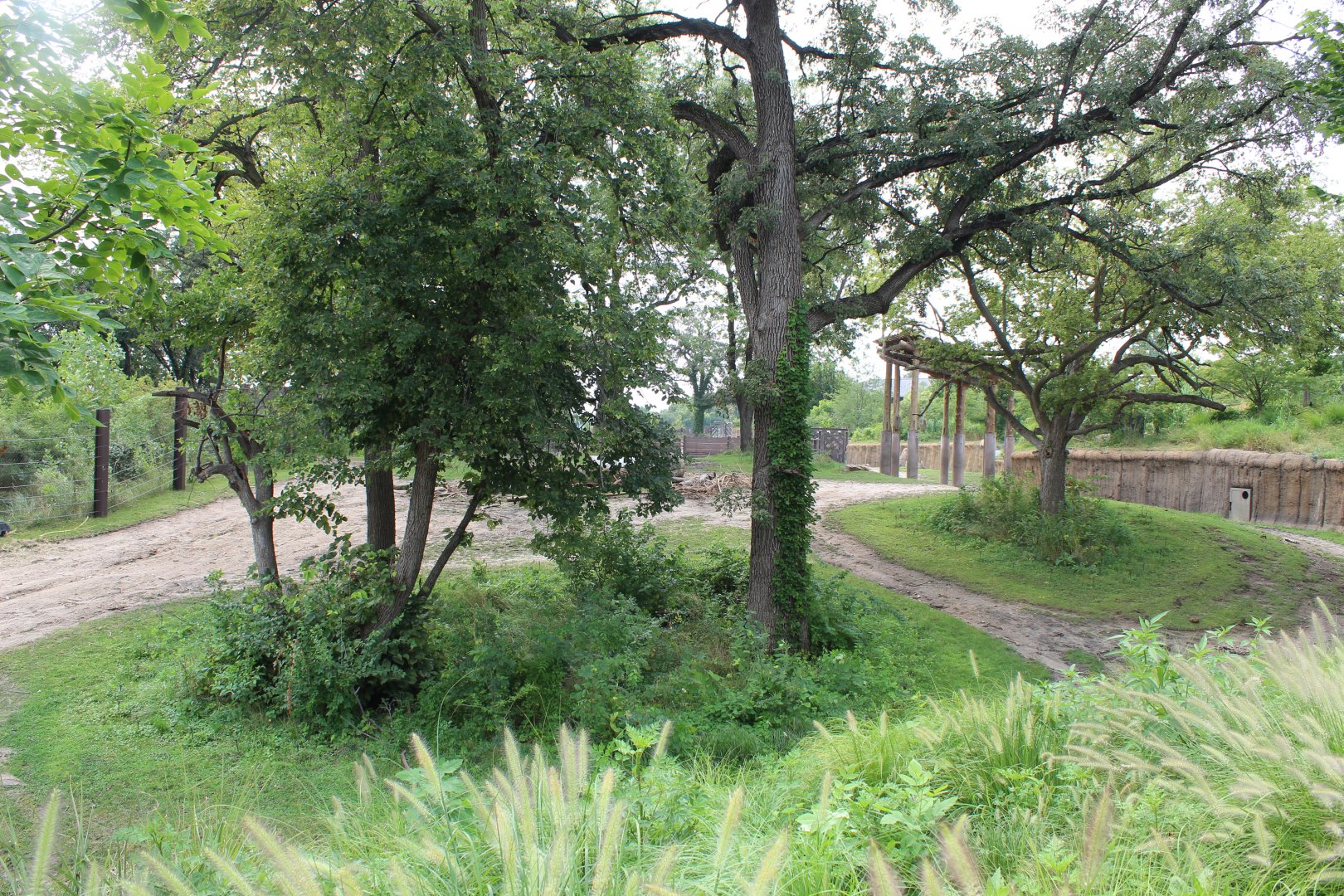 African Elephant & Plains Zebra Exhibit (North Habitat) - African Grasslands