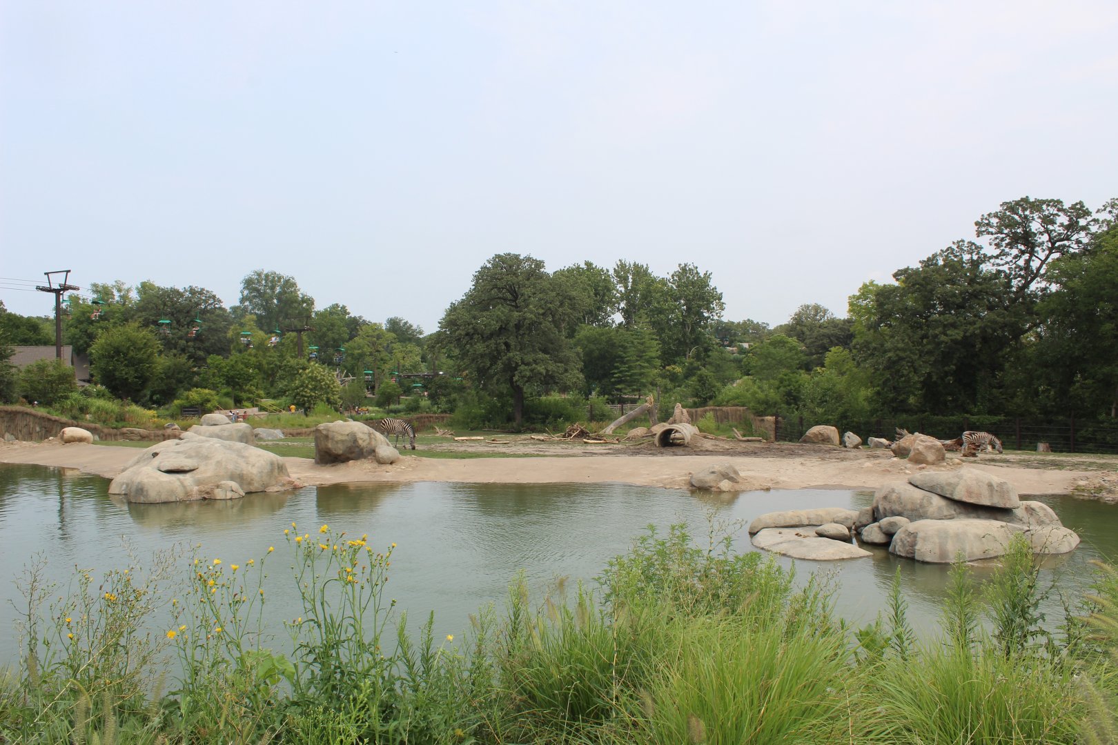 African Elephant & Plains Zebra Exhibit (North Habitat) - African Grasslands