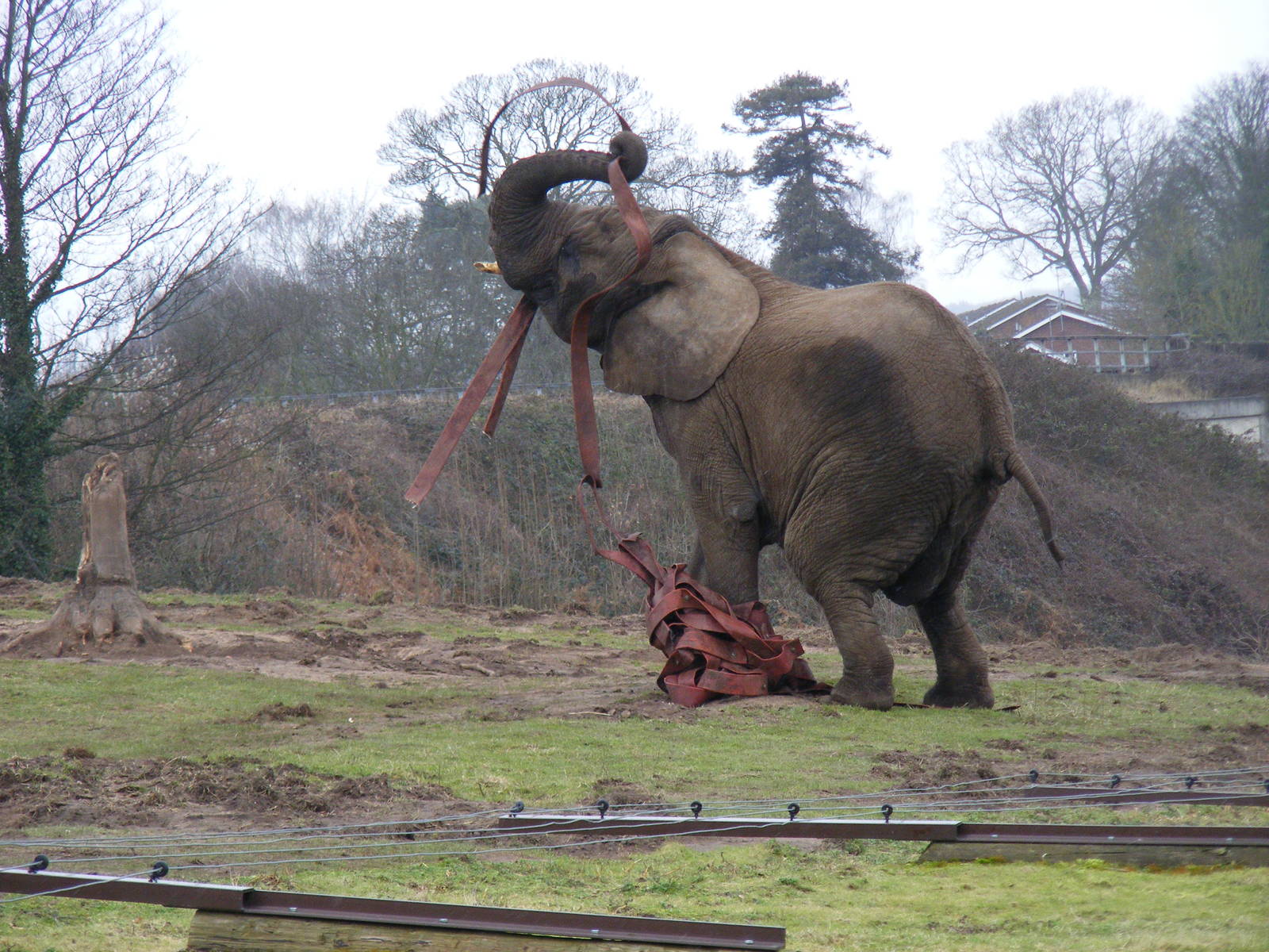 African elephant playing with fireman's hose at West Midland Safari Park, 1