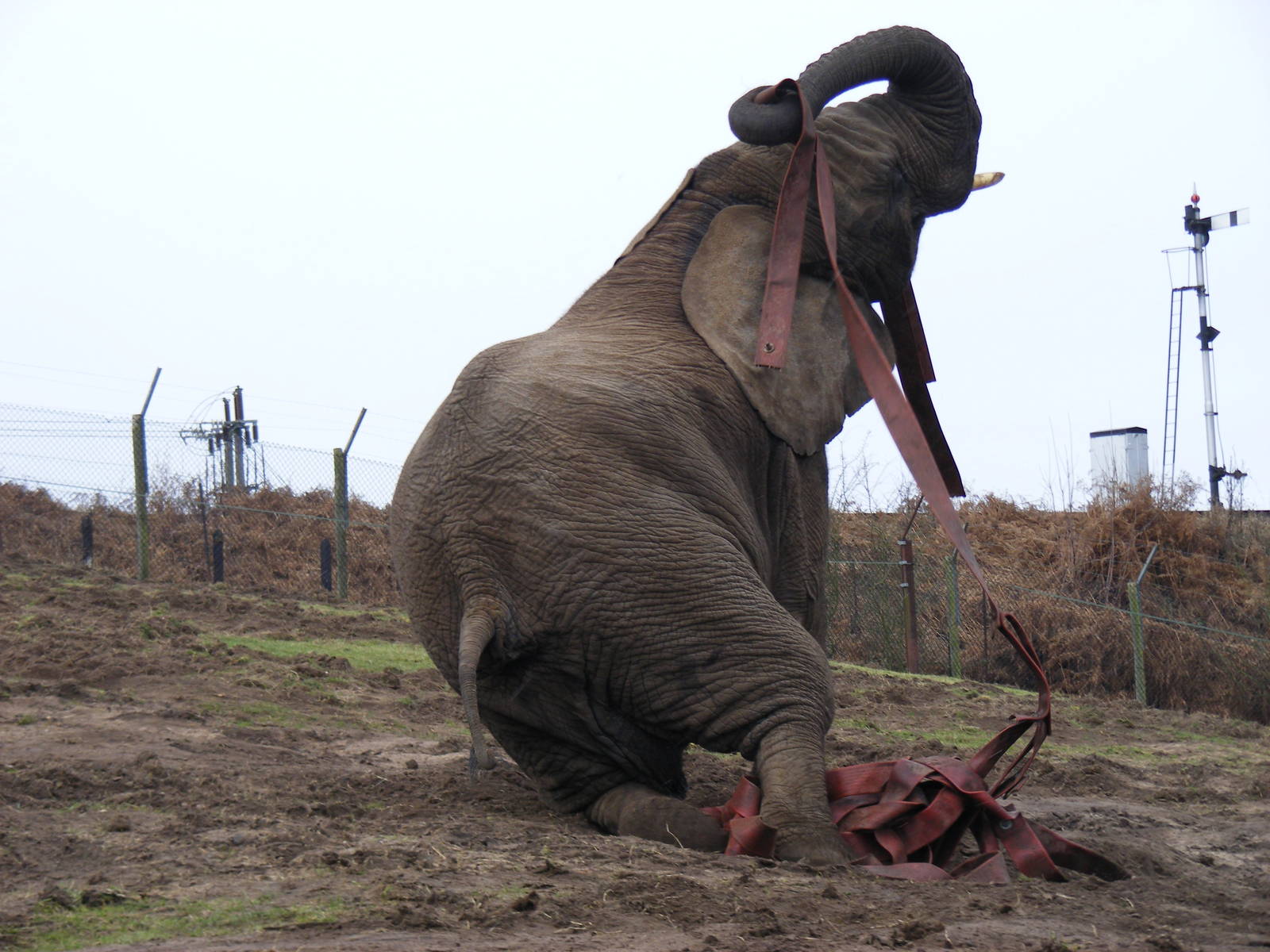 African elephant playing with fireman's hose at West Midland Safari Park, 1