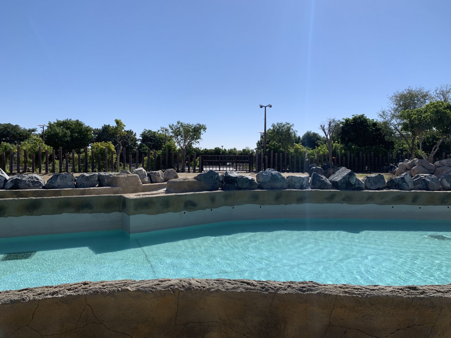 African elephant pool