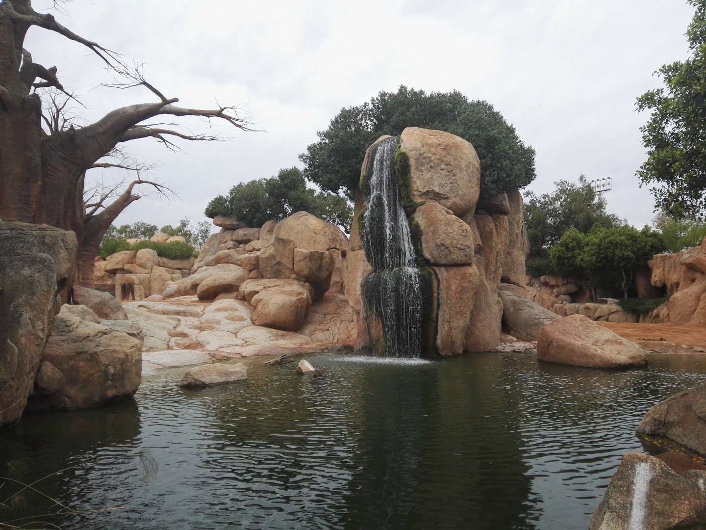 African Elephant pool