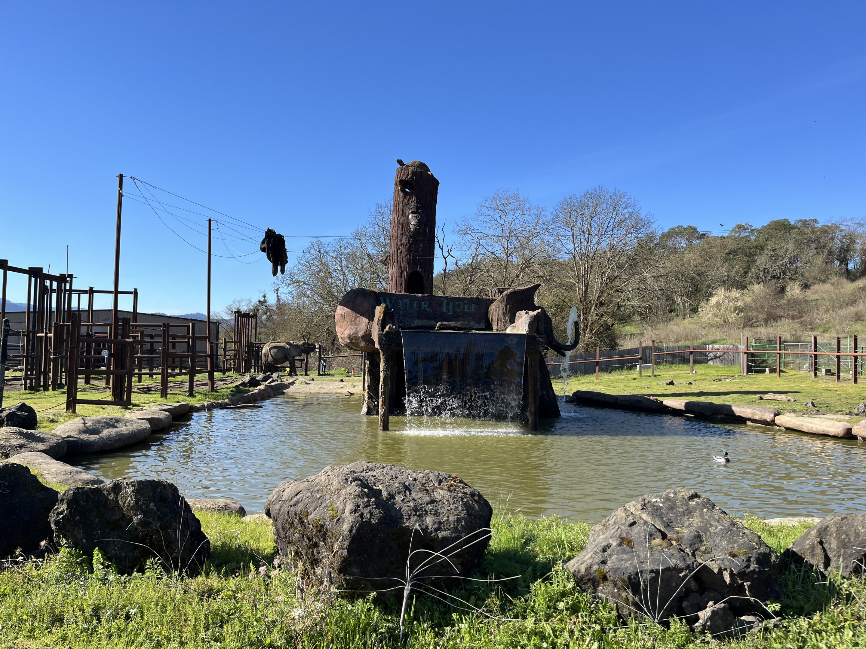 African Elephant Pool