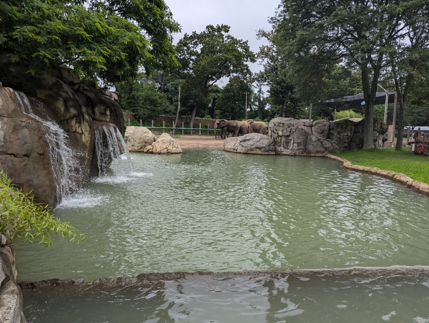 African Elephant Pool