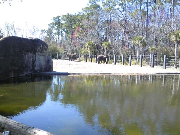 African Elephant pool
