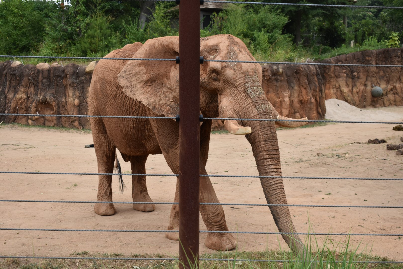 African Elephant Reach