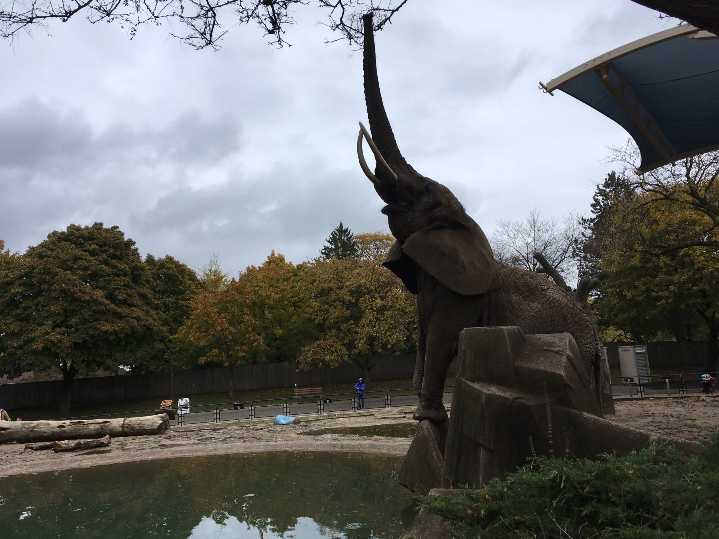 African Elephant - Reaching Up High!