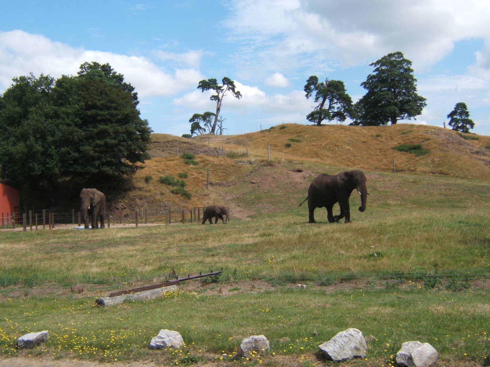 African Elephant`s and calf
