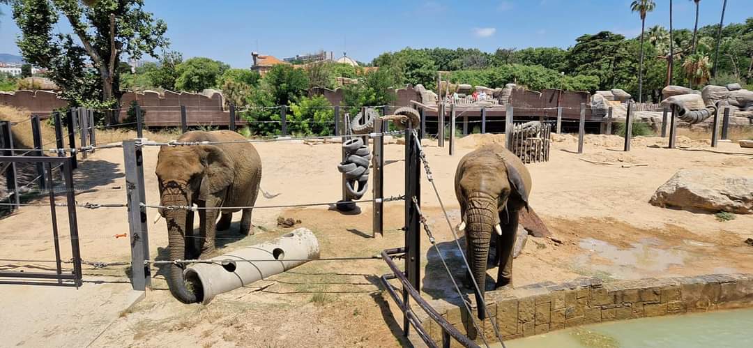African Elephant, Sahel Savanna
