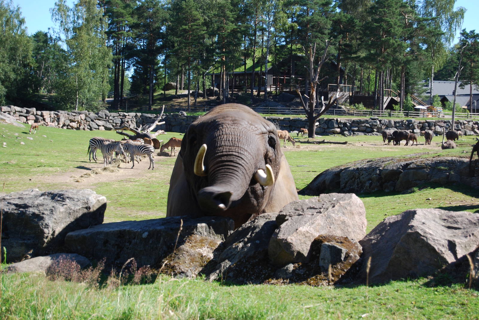 African Elephant ,Savanna,  Boras Zoo