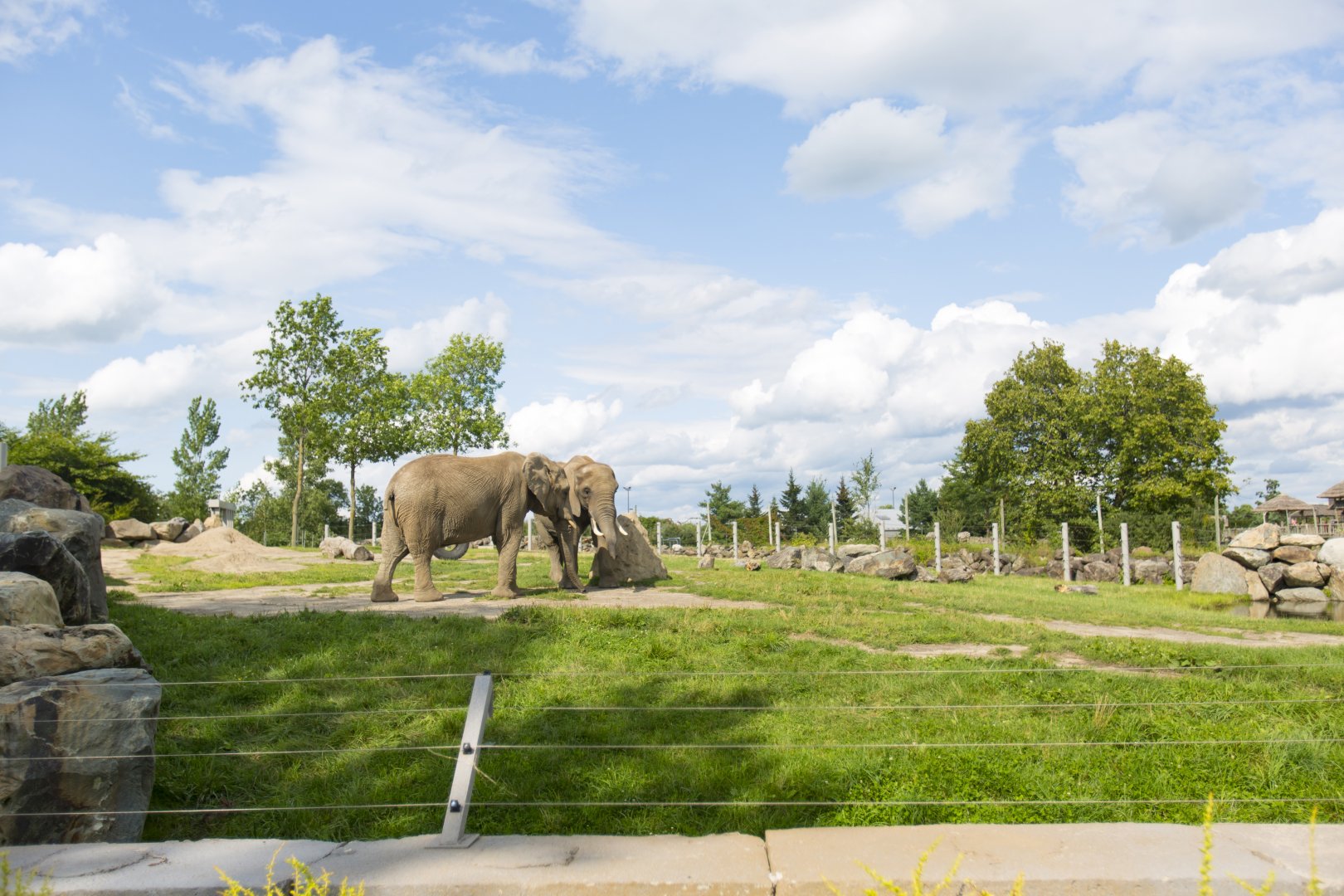 African Elephant Second Yard