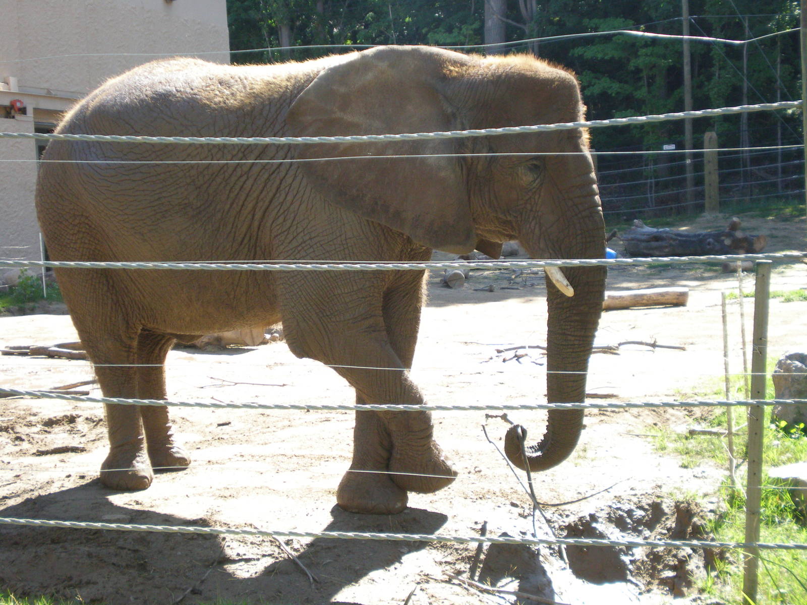 African Elephant - Seneca Park Zoo AUG07