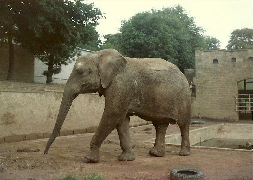 African Elephant, September 1983