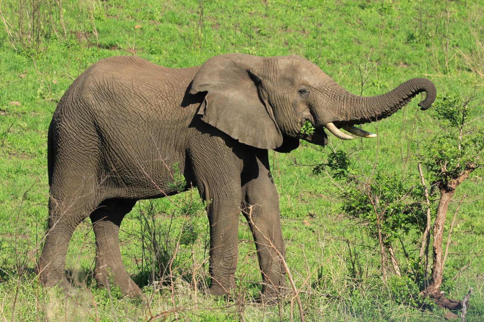 African elephant (September 2012)