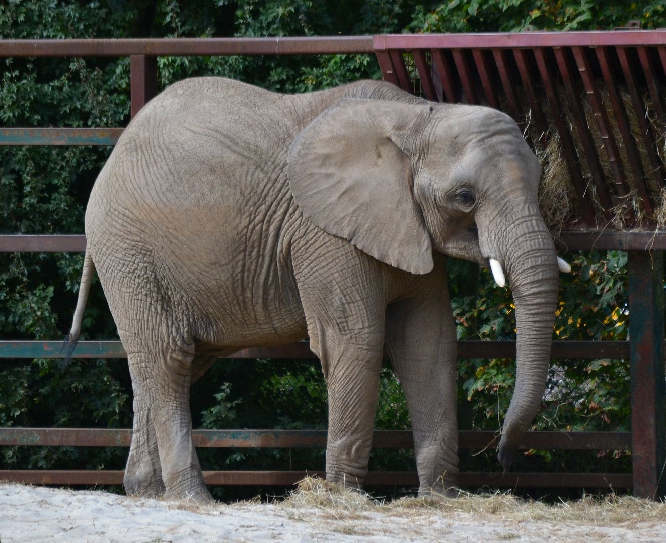African Elephant - September 2016