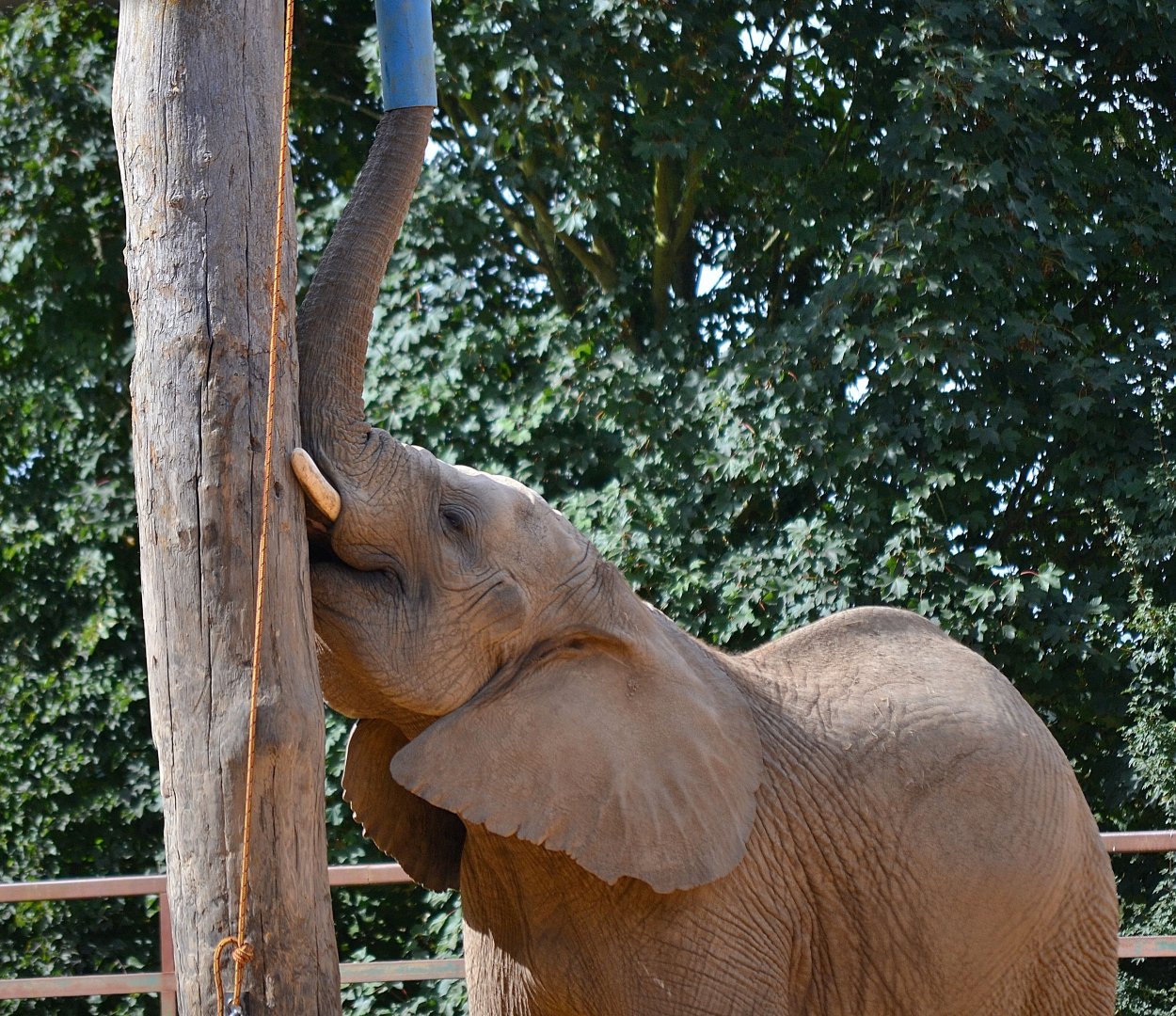 African Elephant - September 2016