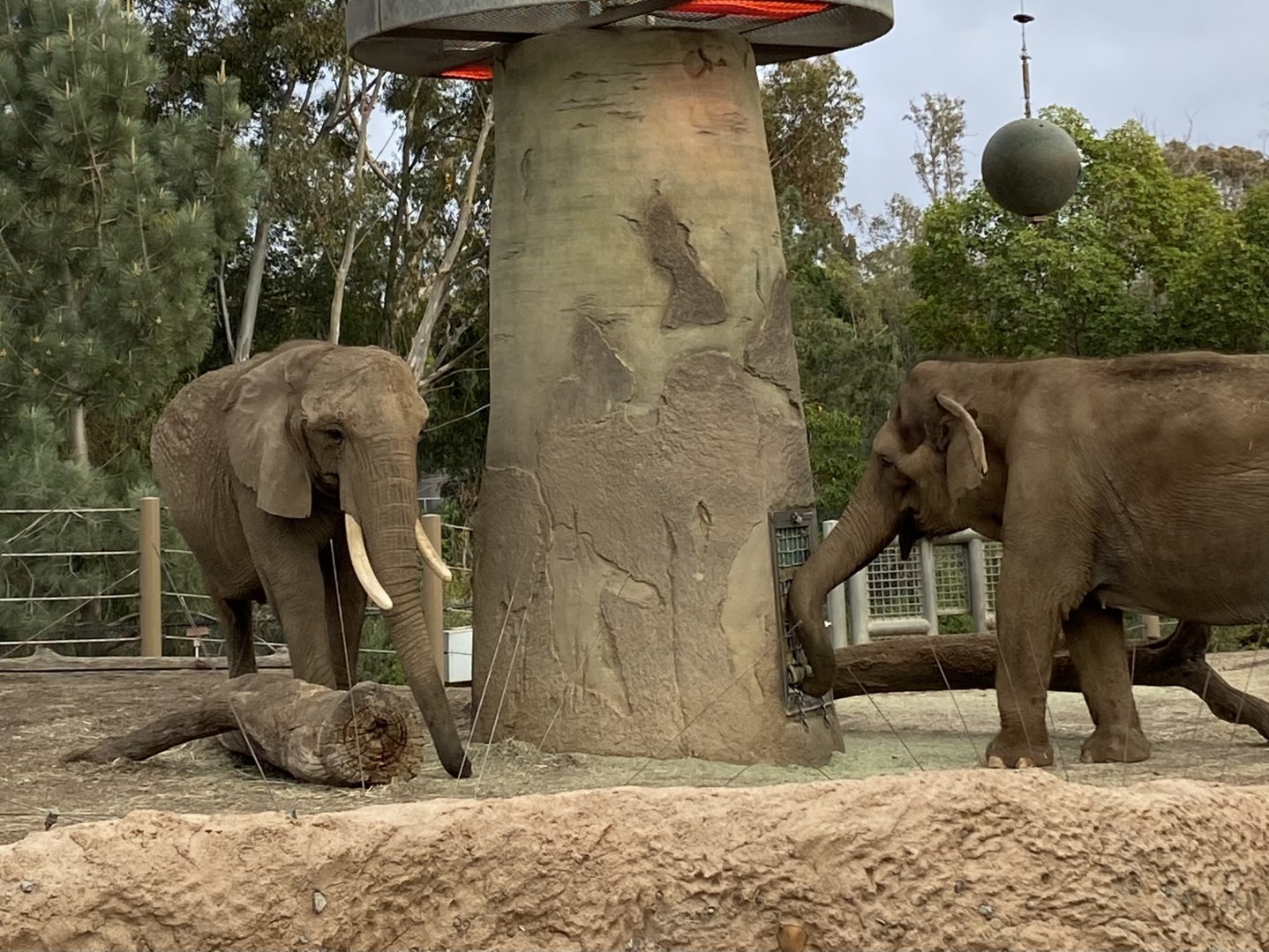 African Elephant Shaba and Asian Elephant Mary - Elephant Odyssey