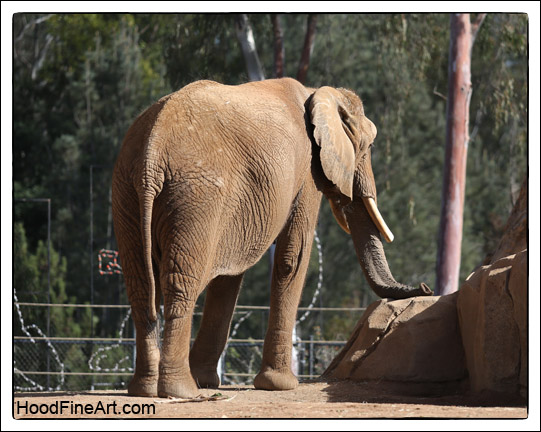 African elephant Shaba