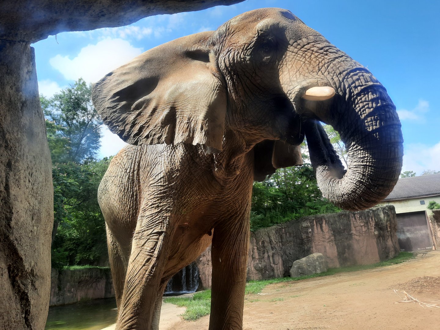 African Elephant- Shenga at the Viewing Window
