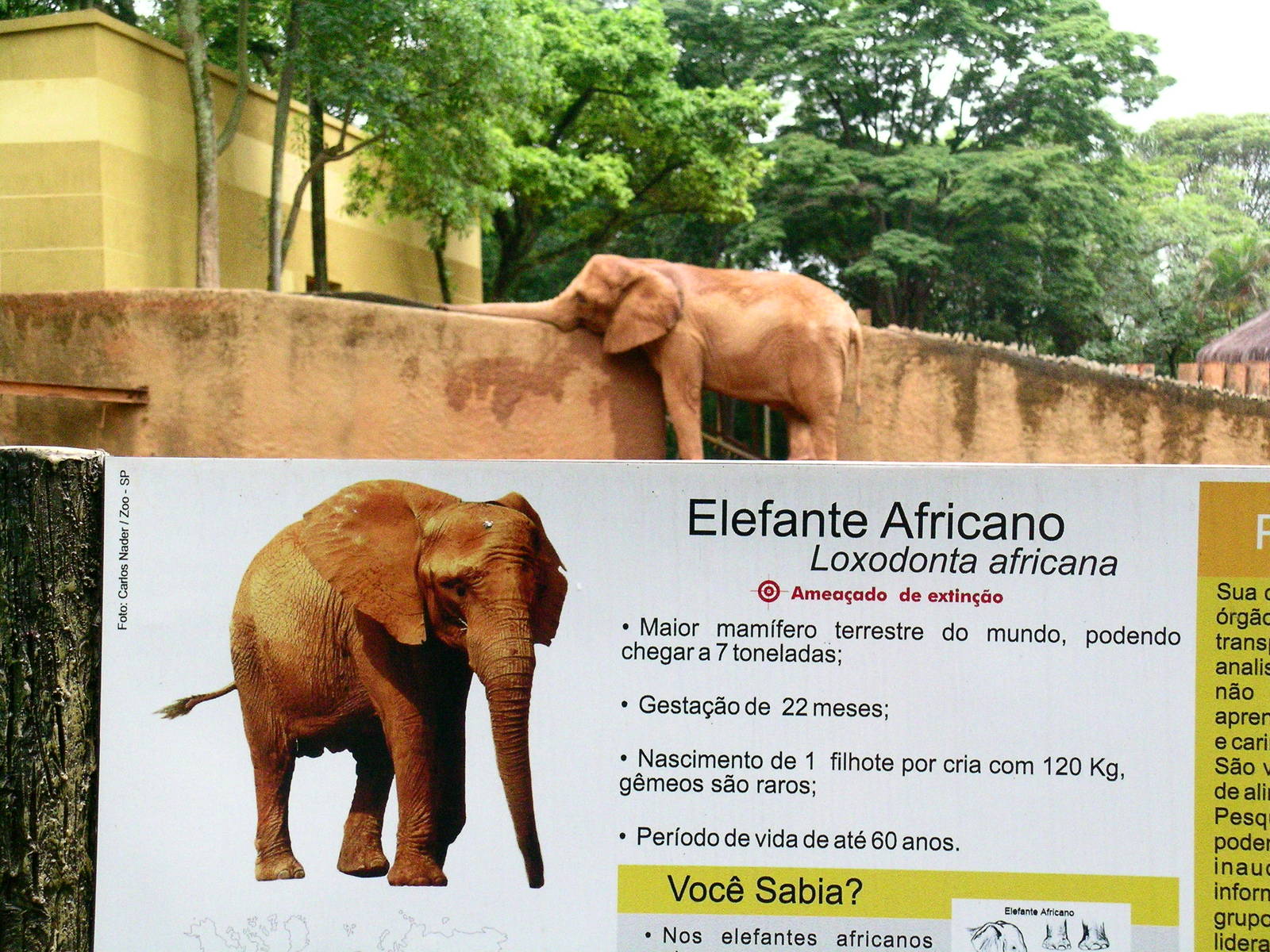 African elephant sign and elephant