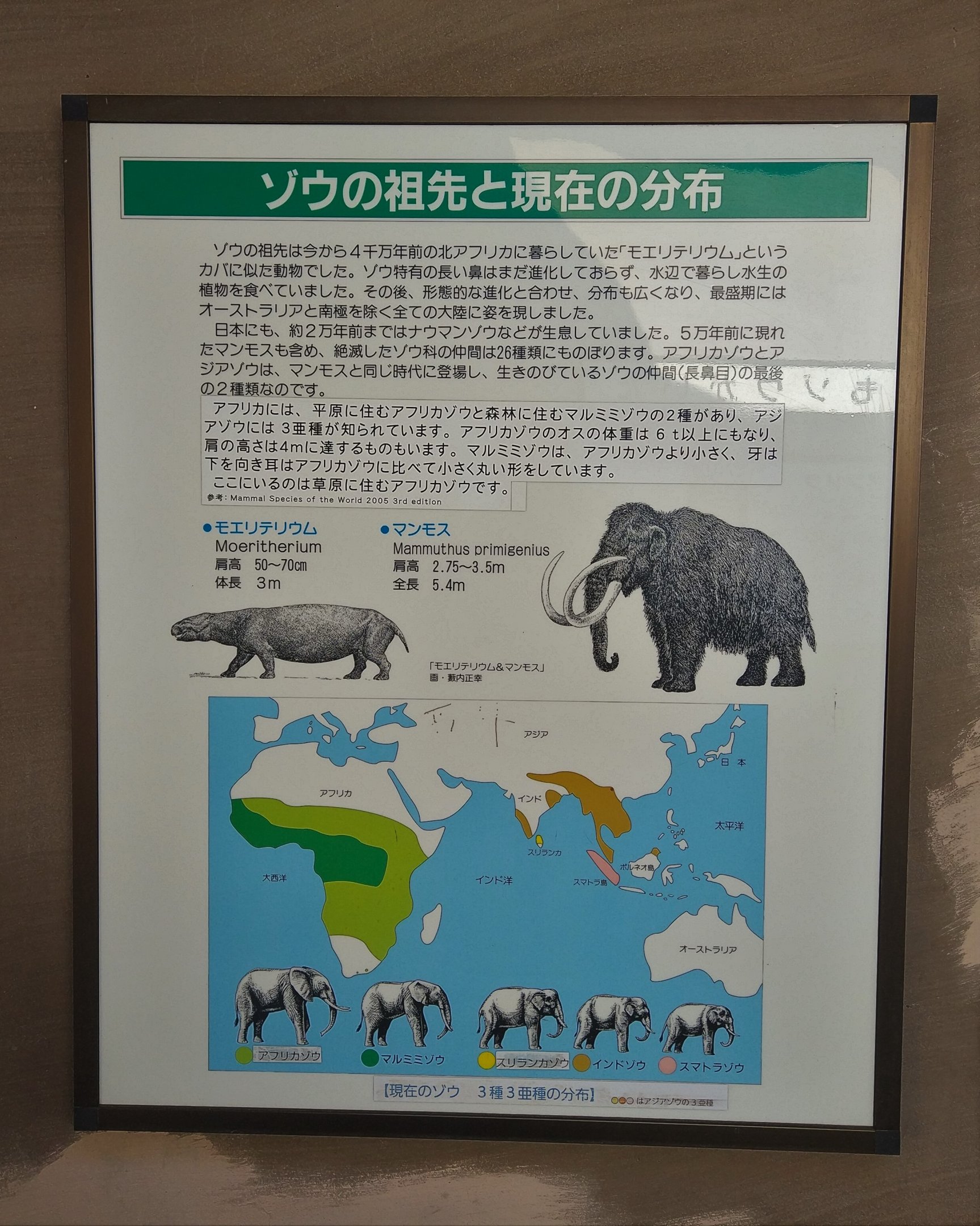 African Elephant Signage