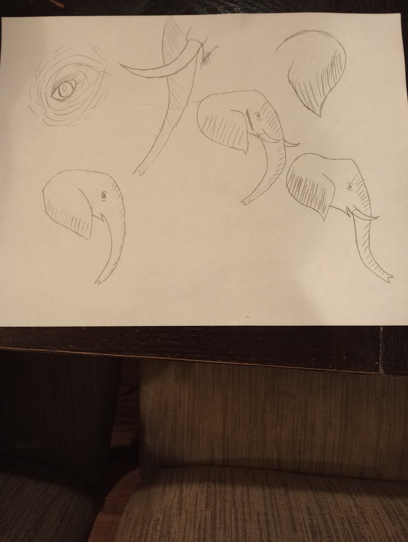 African elephant sketches